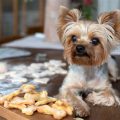 What are the best practices for Yorkshire Terrier feeding