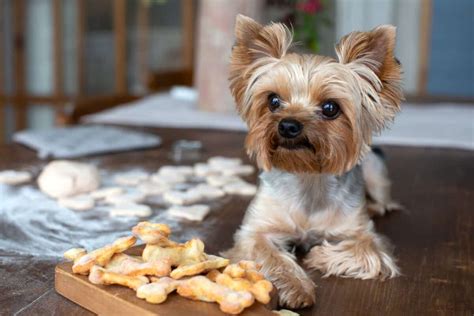 What are the best practices for Yorkshire Terrier feeding