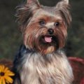 What are the best practices for Yorkshire Terrier hygiene