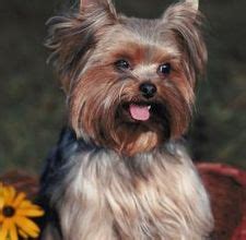 What are the best practices for Yorkshire Terrier hygiene