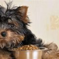 What are the best treats for Yorkshire Terriers