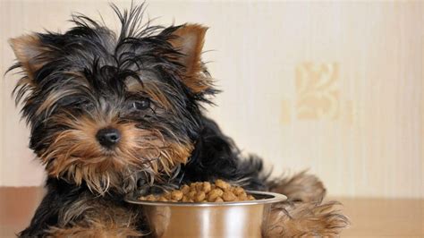 What are the best treats for Yorkshire Terriers