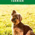 What are the best ways to exercise a Yorkshire Terrier