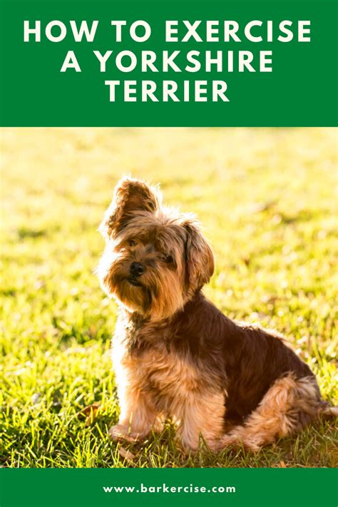 What are the best ways to exercise a Yorkshire Terrier