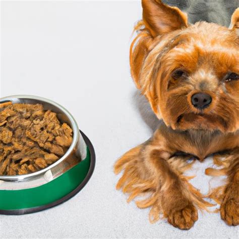 What are the nutritional needs of a Yorkshire Terrier