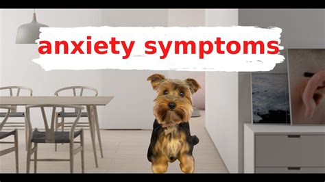 What are the signs of stress in a Yorkshire Terrier