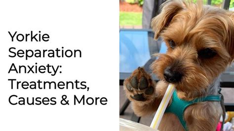 What causes Yorkie anxiety