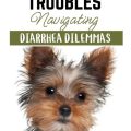 What causes Yorkie diarrhea