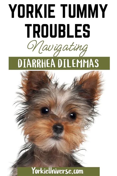 What causes Yorkie diarrhea