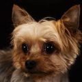 What causes Yorkie eye discharge