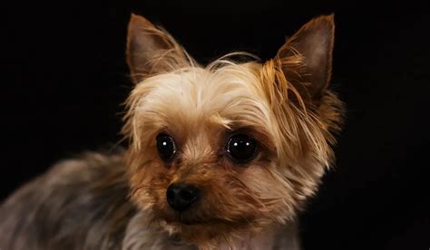 What causes Yorkie eye discharge