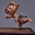 What causes Yorkie fur matting