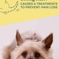 What causes Yorkie hair discoloration