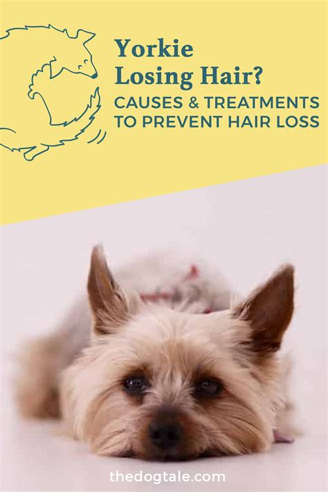 What causes Yorkie hair discoloration