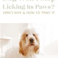 What causes Yorkie paw licking