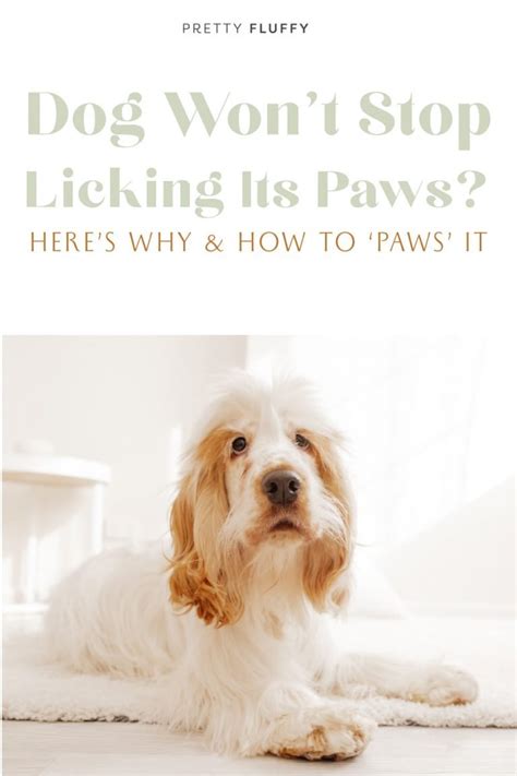 What causes Yorkie paw licking