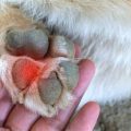 What causes Yorkie paw redness