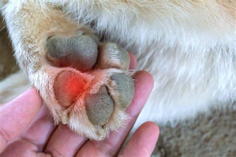 What causes Yorkie paw redness