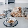 What causes Yorkie stomach bloating