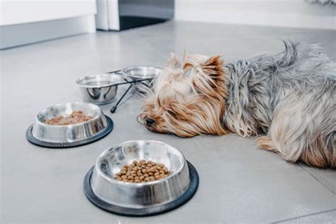 What causes Yorkie stomach bloating