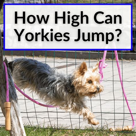 What causes Yorkie to jump at sounds