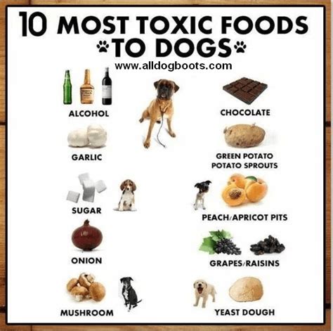 What foods are toxic for Yorkies