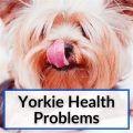 What health issues are common in Yorkies