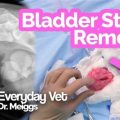 What is Yorkie bladder stone treatment