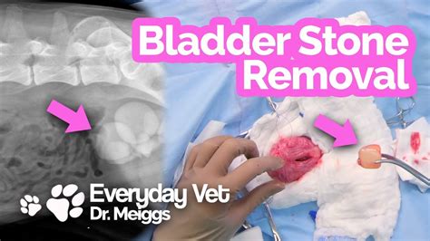 What is Yorkie bladder stone treatment