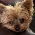 What is Yorkie eye care routine