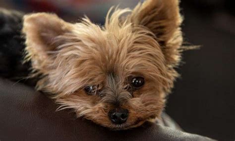 What is Yorkie eye care routine