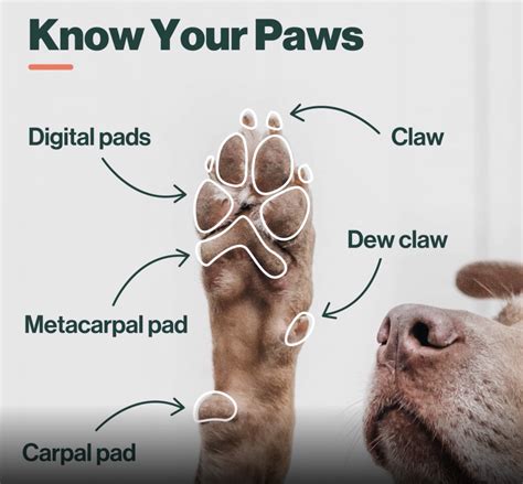 What is Yorkie paw pad care