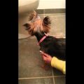 What is Yorkie reverse sneezing