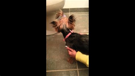 What is Yorkie reverse sneezing