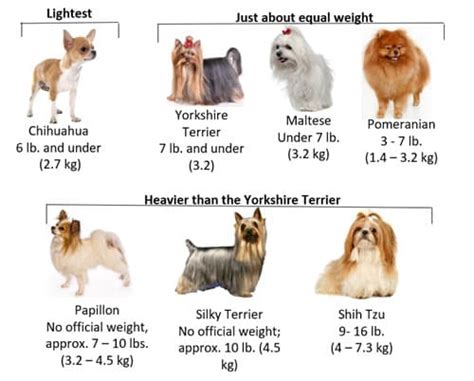 What is a Yorkshire Terrier’s average weight