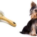 What is best Yorkie brush type