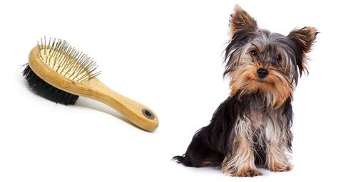 What is best Yorkie brush type