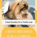 What is best brush for Yorkie’s coat