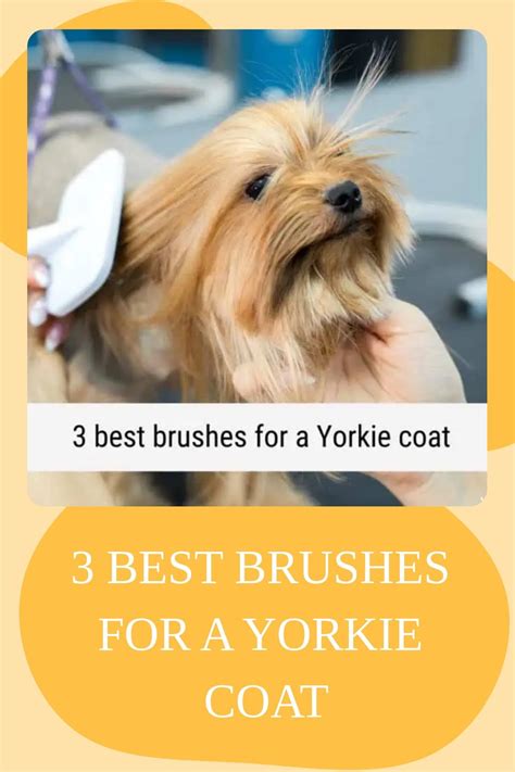 What is best brush for Yorkie’s coat