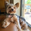 What is the Yorkshire Terrier’s lifespan