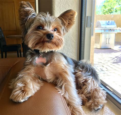 What is the Yorkshire Terrier’s lifespan