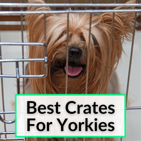 What is the best crate size for a Yorkshire Terrier