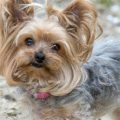 What is the best way to clean a Yorkshire Terrier’s ears