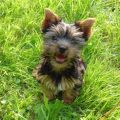 What is the best way to reward a Yorkshire Terrier