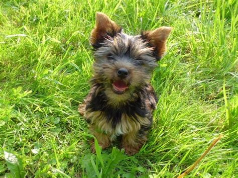 What is the best way to reward a Yorkshire Terrier