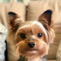 What is the cost of adopting a Yorkshire Terrier