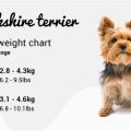 What is the ideal weight for a Yorkshire Terrier