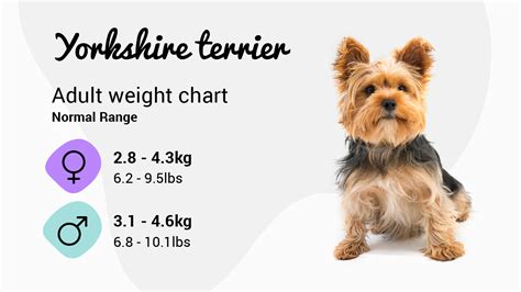 What is the ideal weight for a Yorkshire Terrier