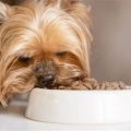 What kind of diet is best for Yorkshire Terriers