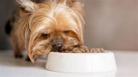 What kind of diet is best for Yorkshire Terriers